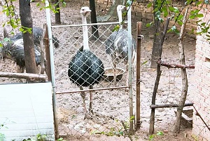 泉水泳池